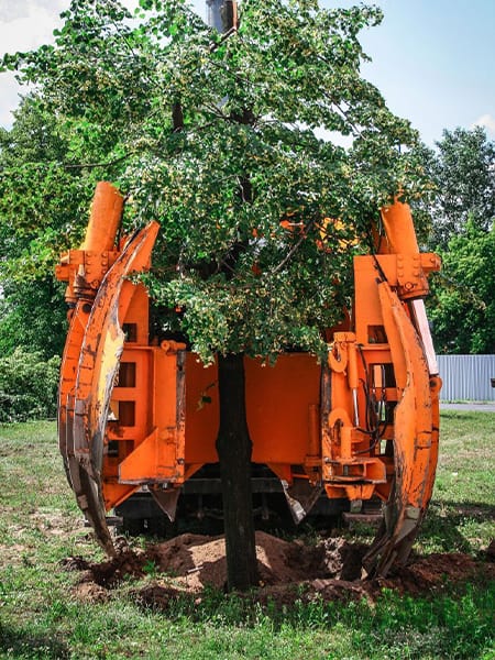 Transplanting a Tree