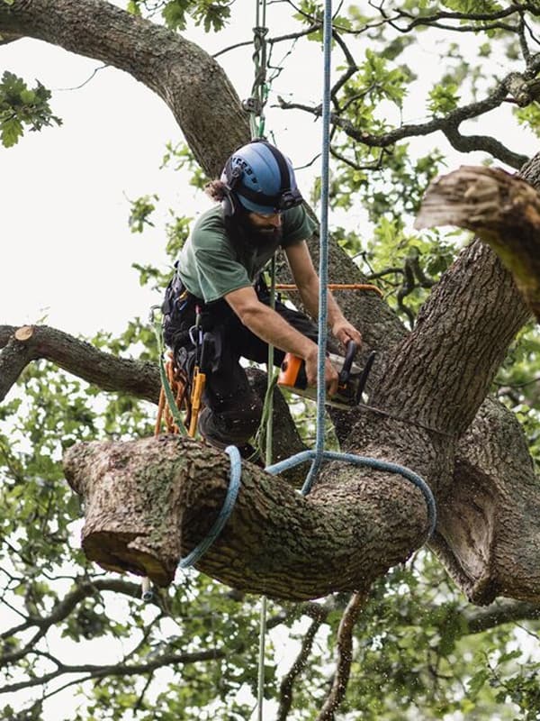 La Grange Tree Service